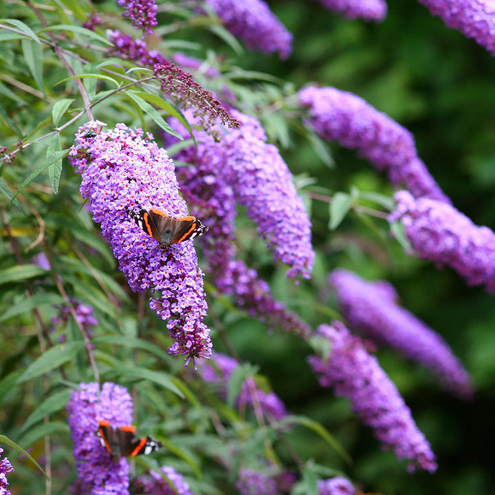 Cream Buddleia Flower Seeds for Planting, 100