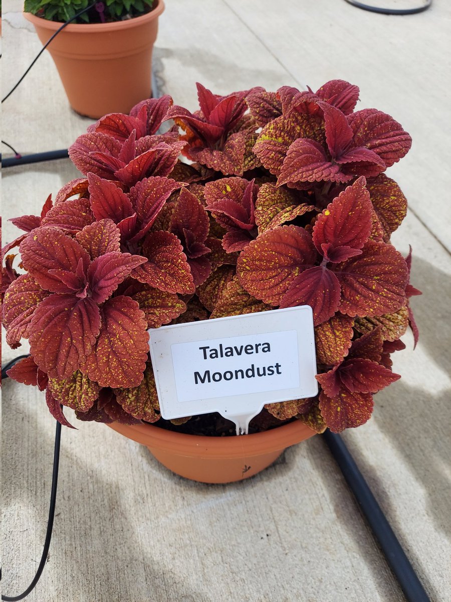 Coleus Talavera Moondust Seeds