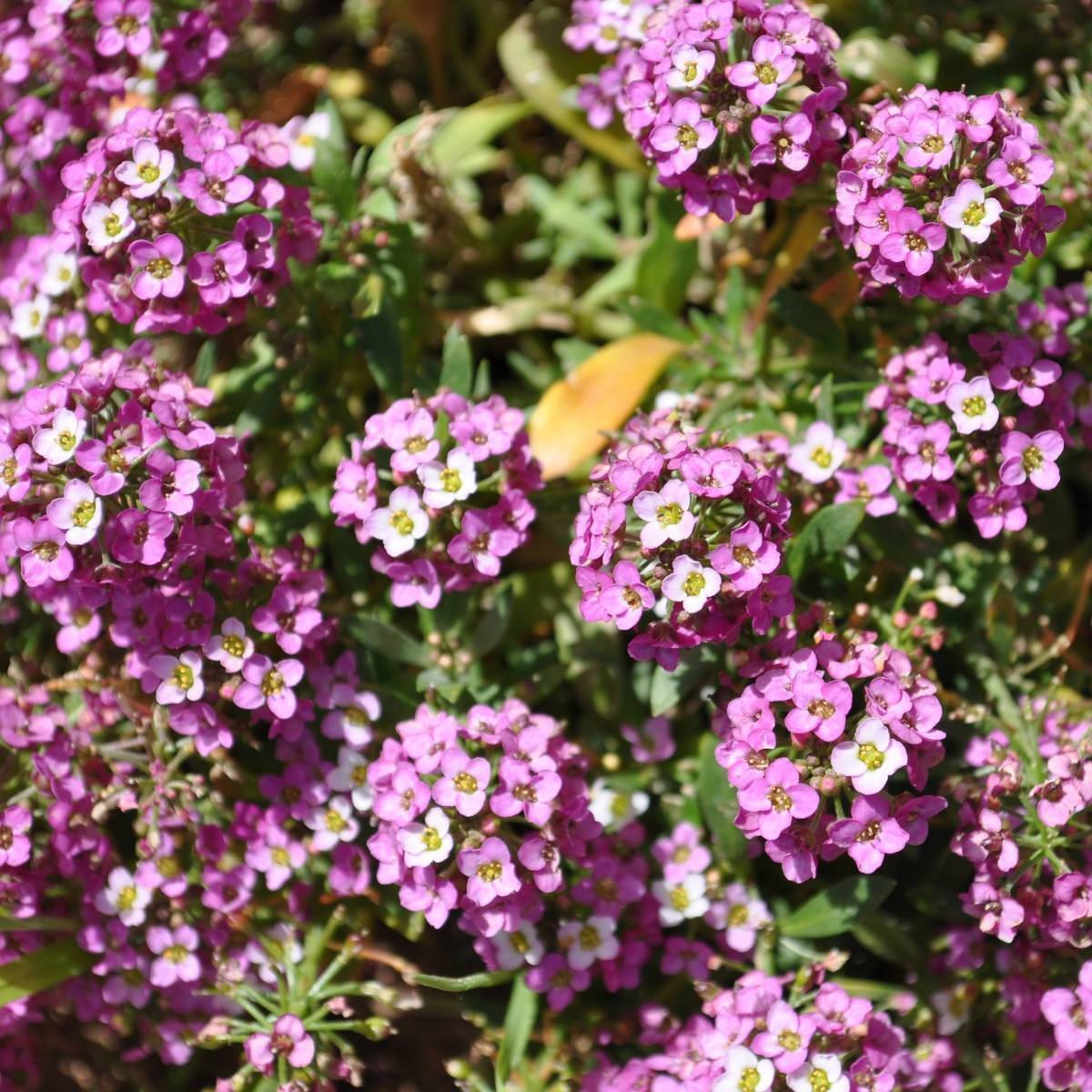 Alyssum Rosie O'Day Seeds