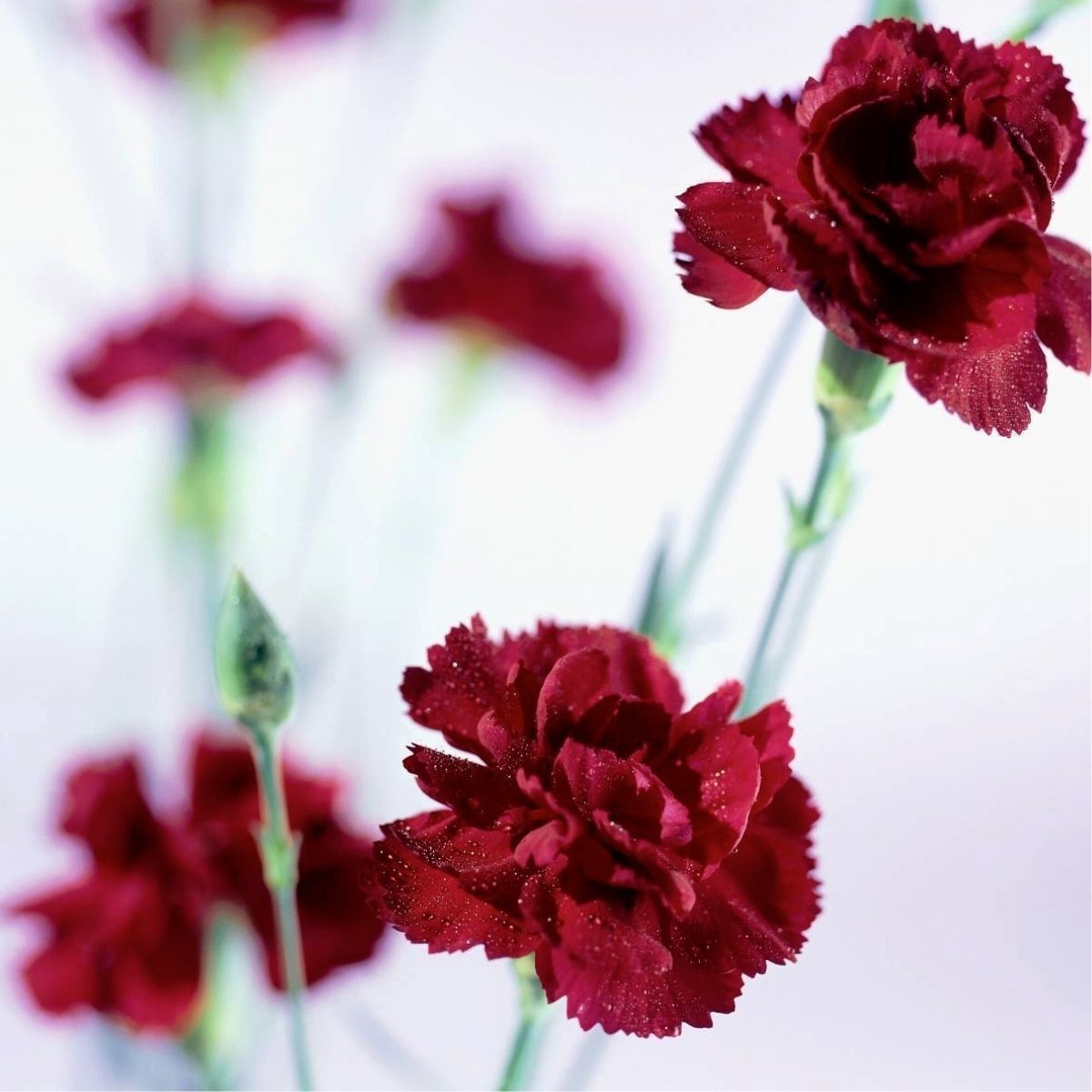 Carnation King of the Blacks Seeds