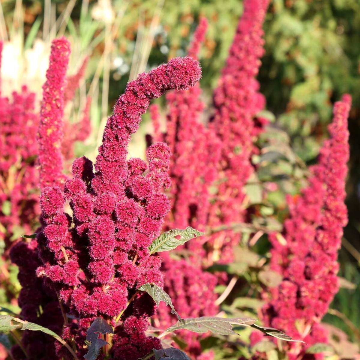 Amaranth Red Cathedral Seeds