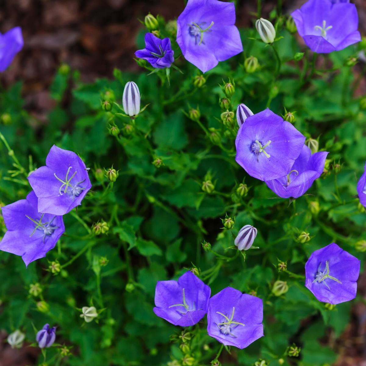 Tussock Bellflower Blue Seeds