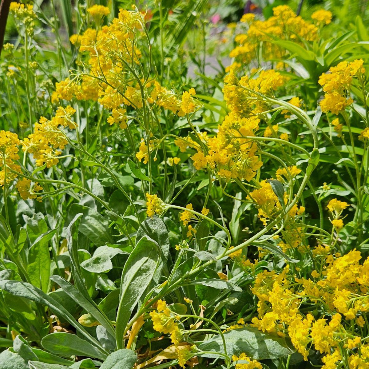 Alyssum Seeds - Basket of Gold