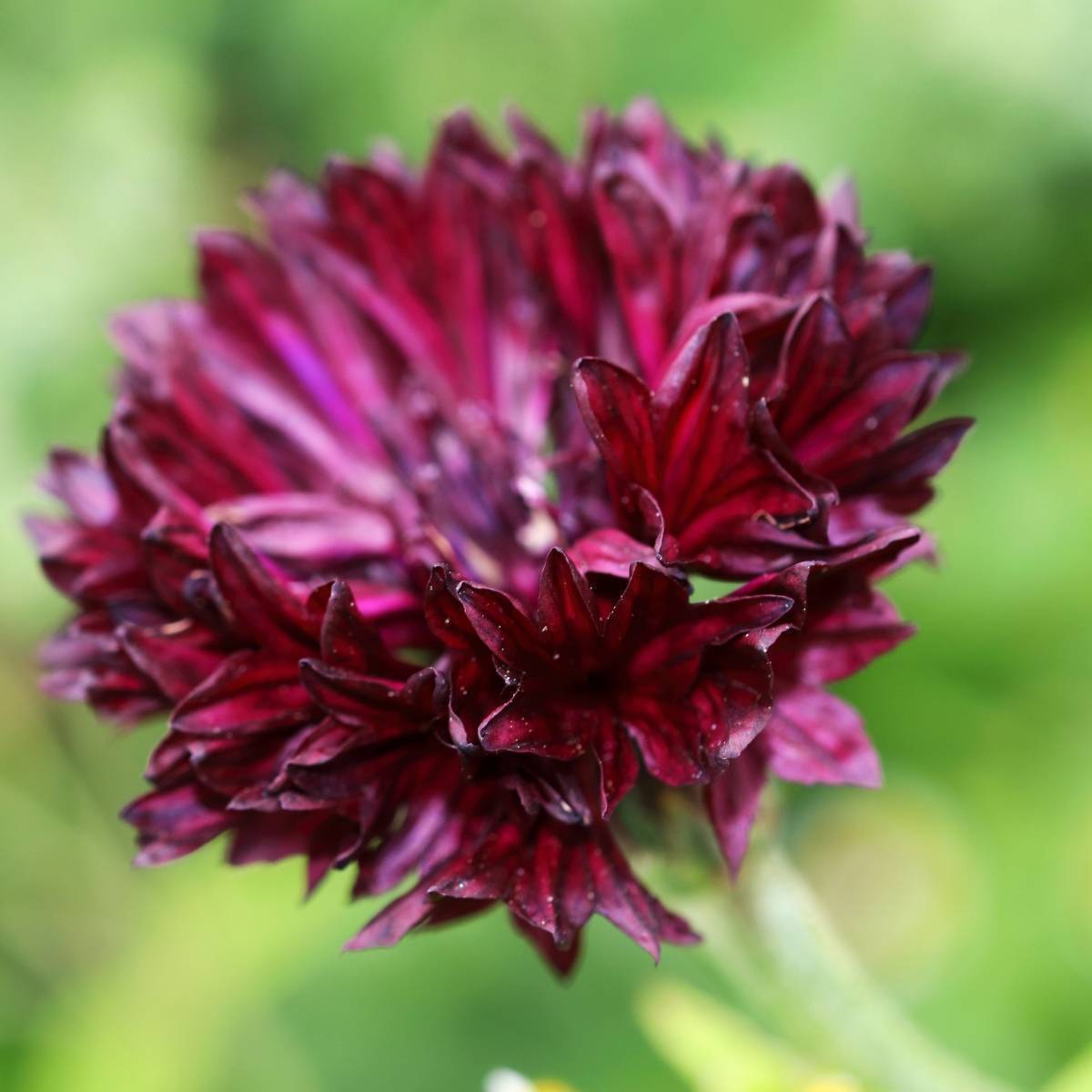 Cornflower Black Ball Seeds