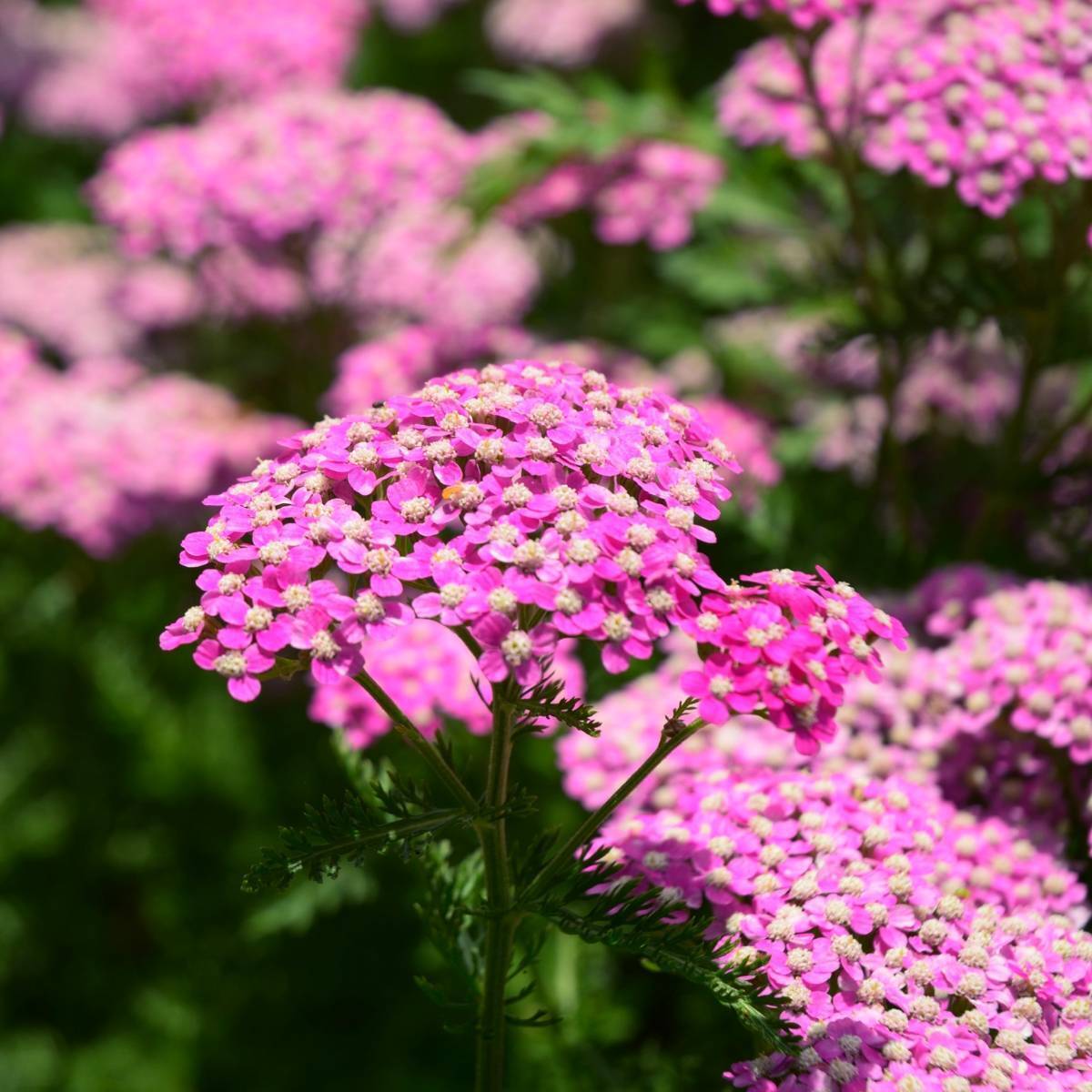 Yarrow Cerise Queen Seeds