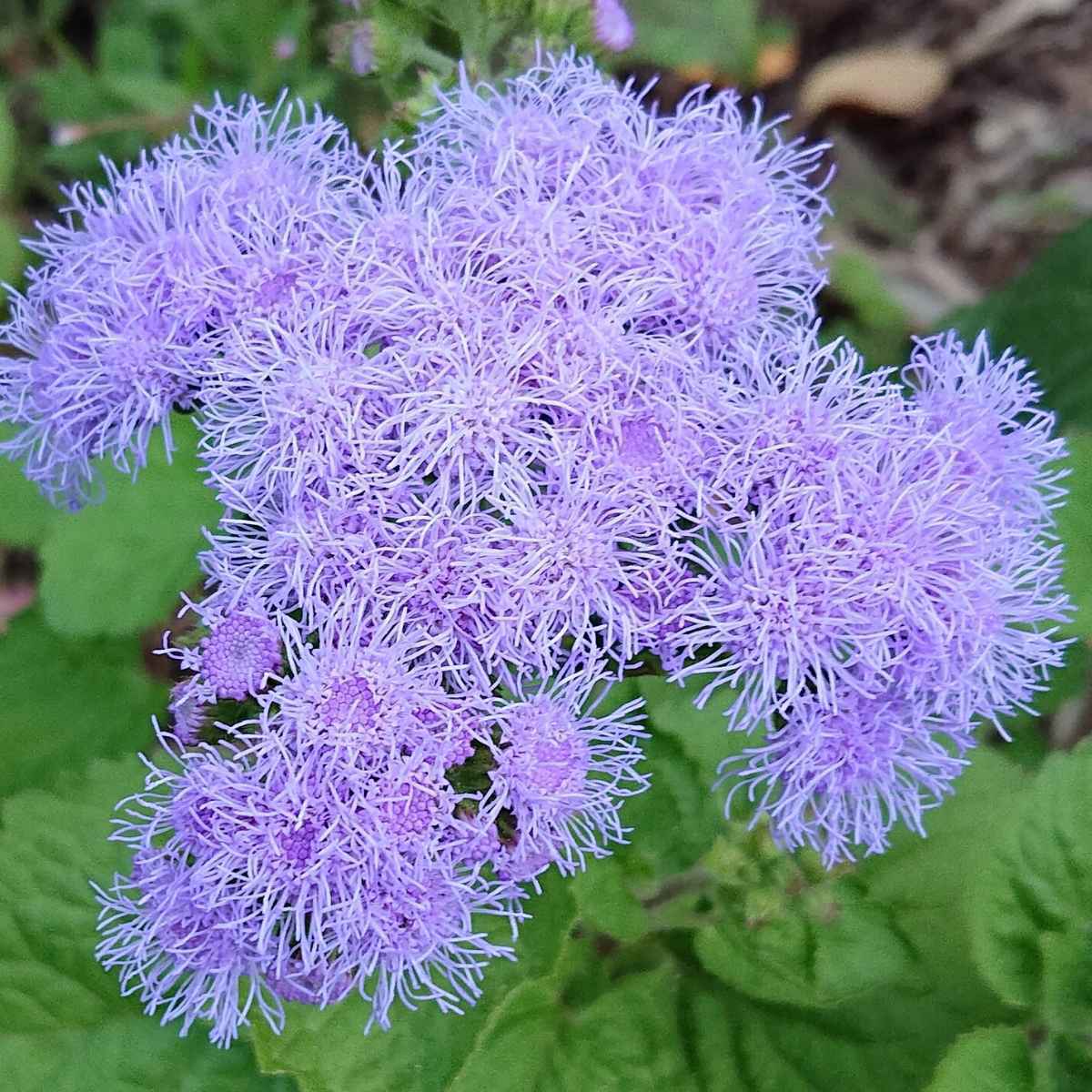 Ageratum Ball Blue Seeds