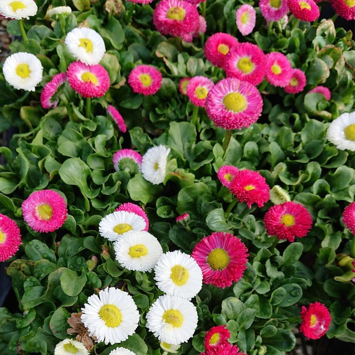 Common Daisy Monstrosa Mix Seeds