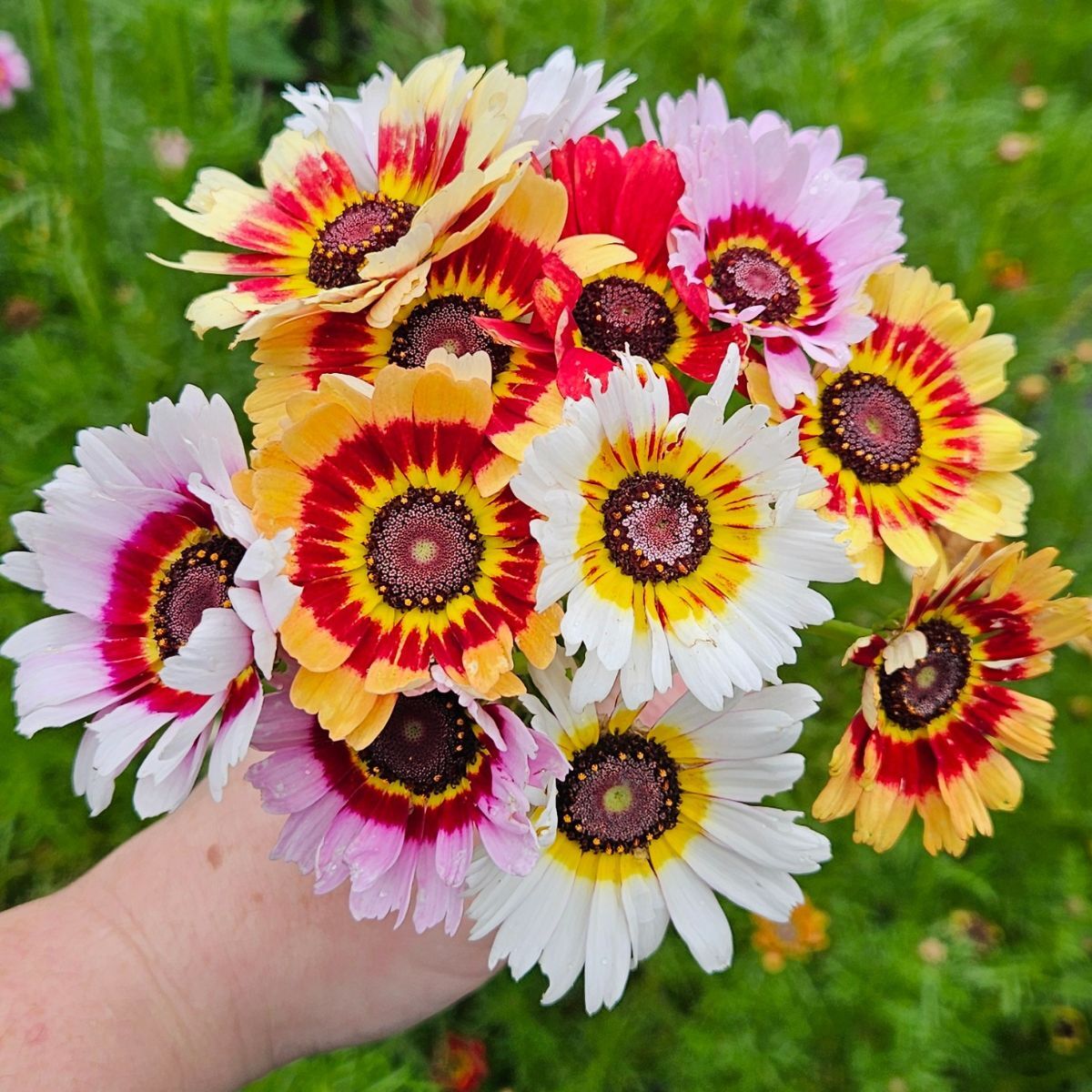 Chrysanthemum Rainbow Single Mix Seeds