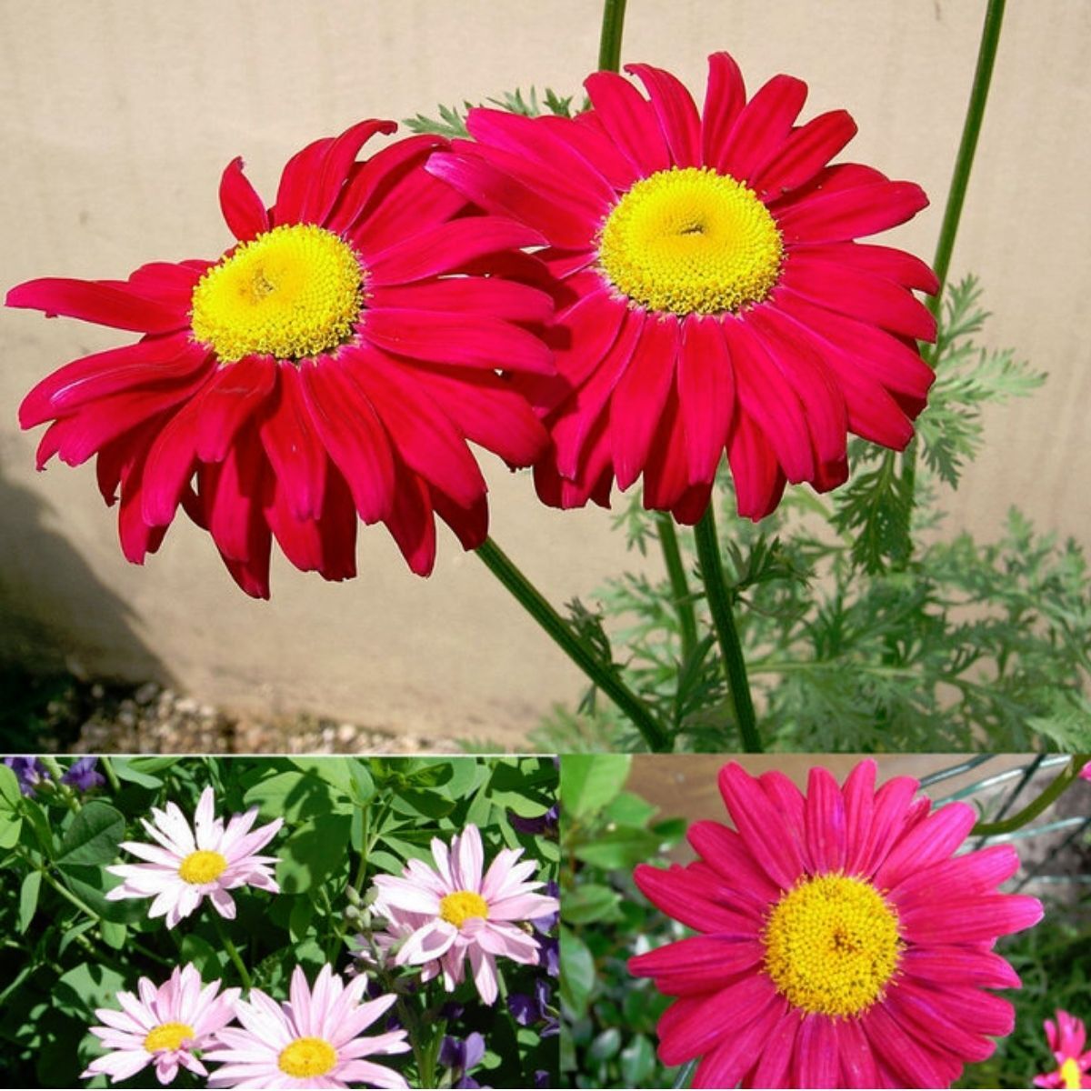 Painted Daisy Robinson's Blend Seeds