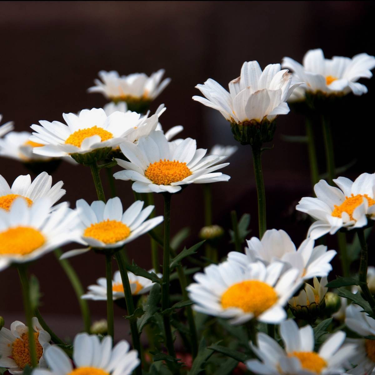 Chrysanthemum Pure White Seeds