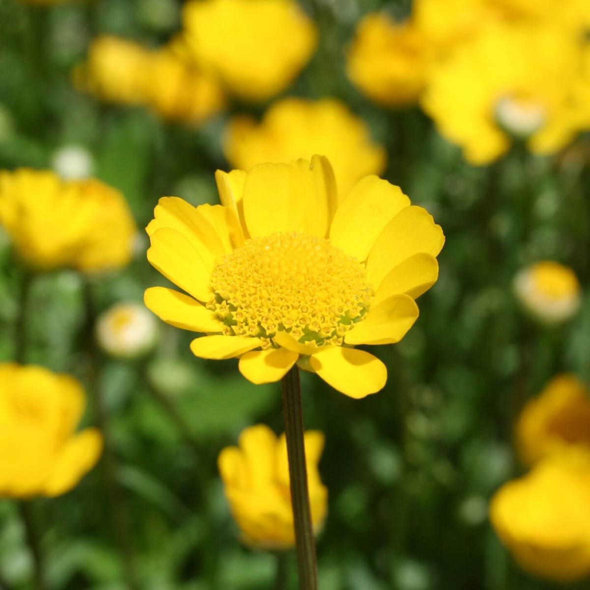 Chrysanthemum Golden Yellow Seeds