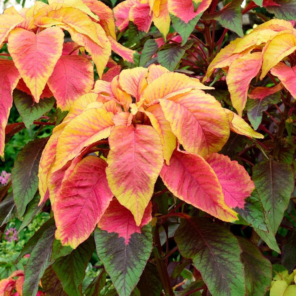 Amaranth Illumination Seeds