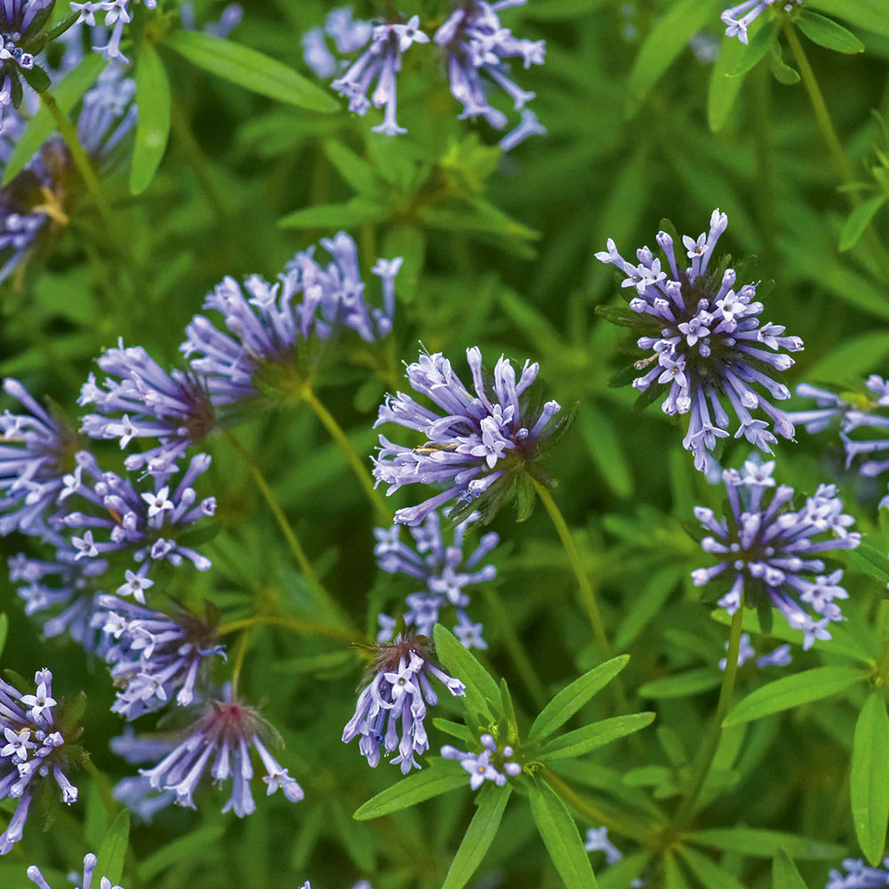 Blue Woodruff