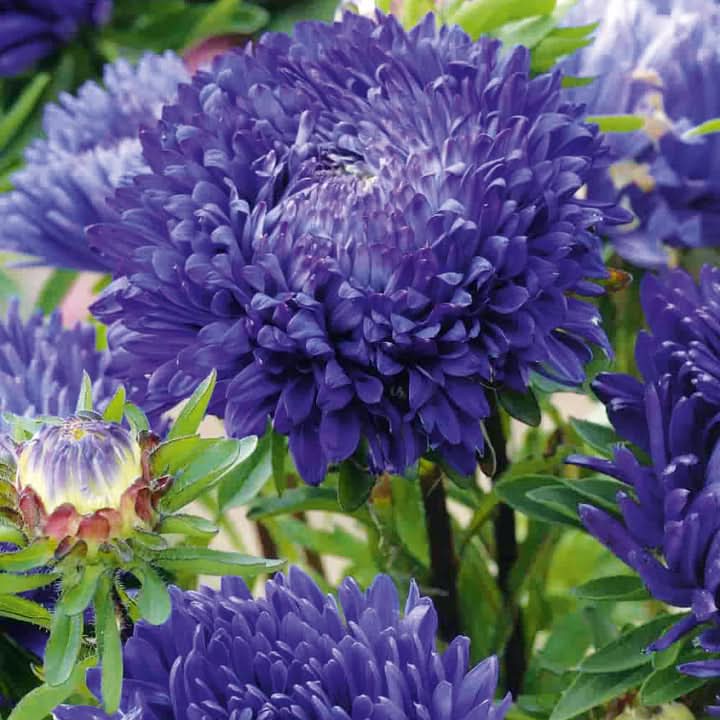 Callistephus Flower Seeds for Planting