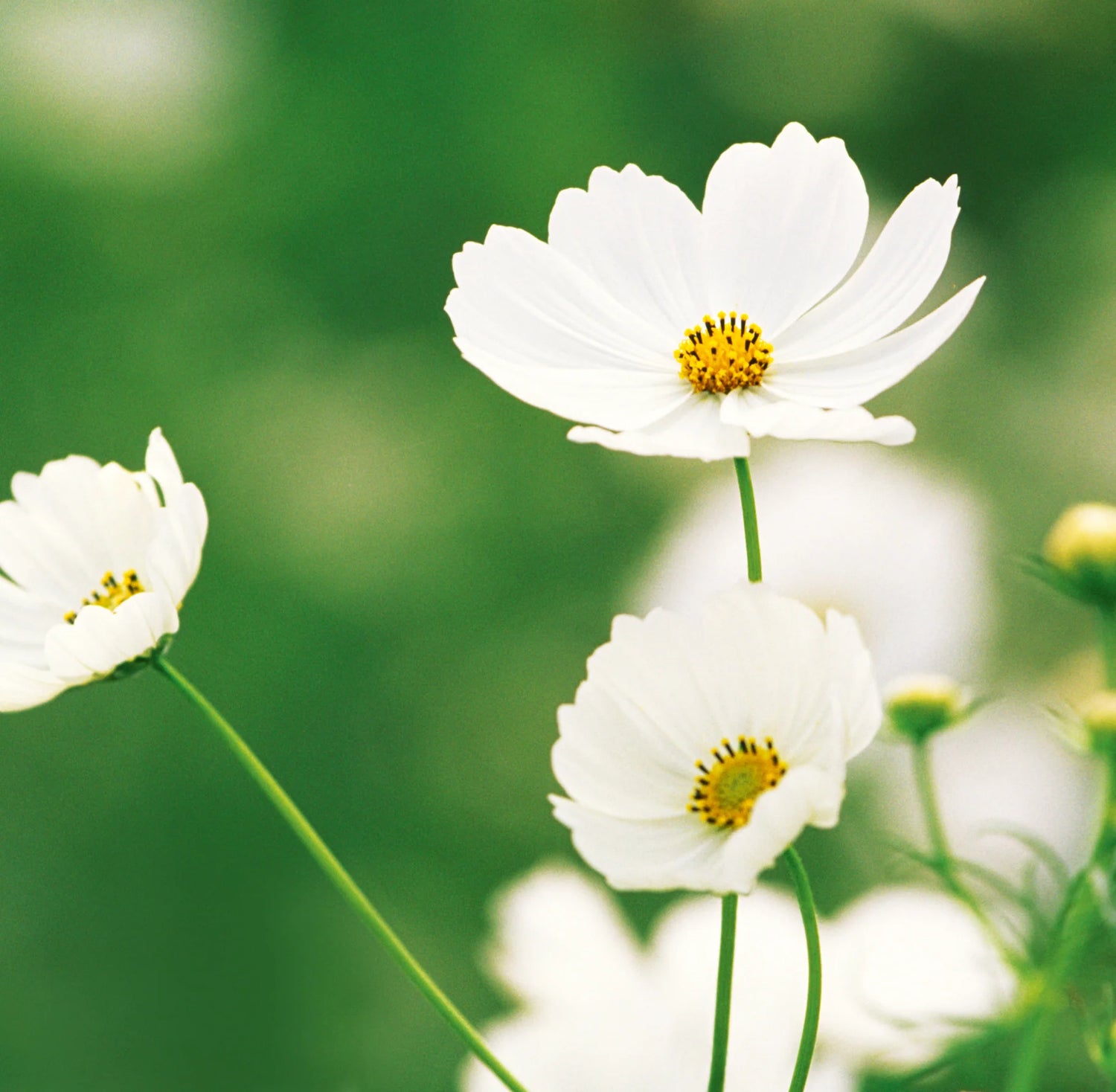 Cosmos Seeds - White Mix