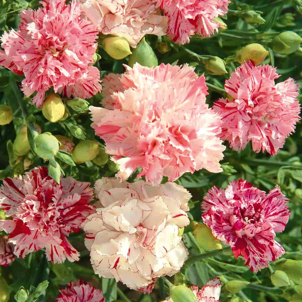 Red and White Carnation Chabaud Picotee Flowering Seeds For Planting