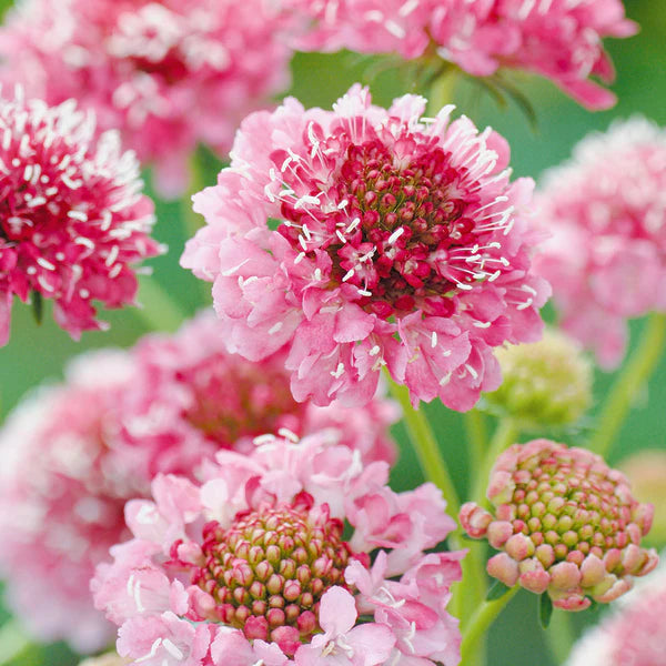 Pink Scabiosa Flower Seeds for Planting, Fresh, 100