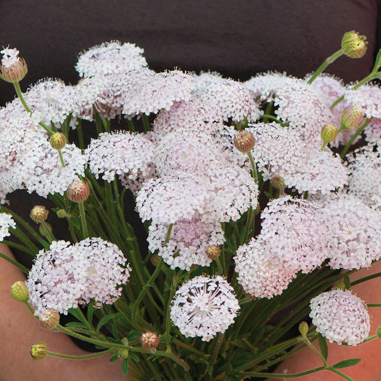 Didiscus Lacy PinkSeeds