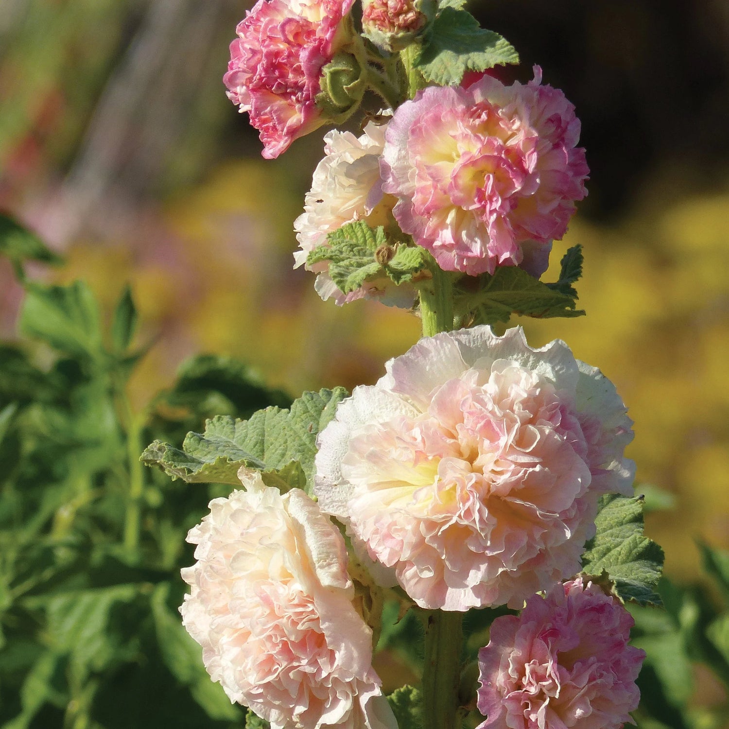 Hollyhock Seeds - Chaters Double Salmon