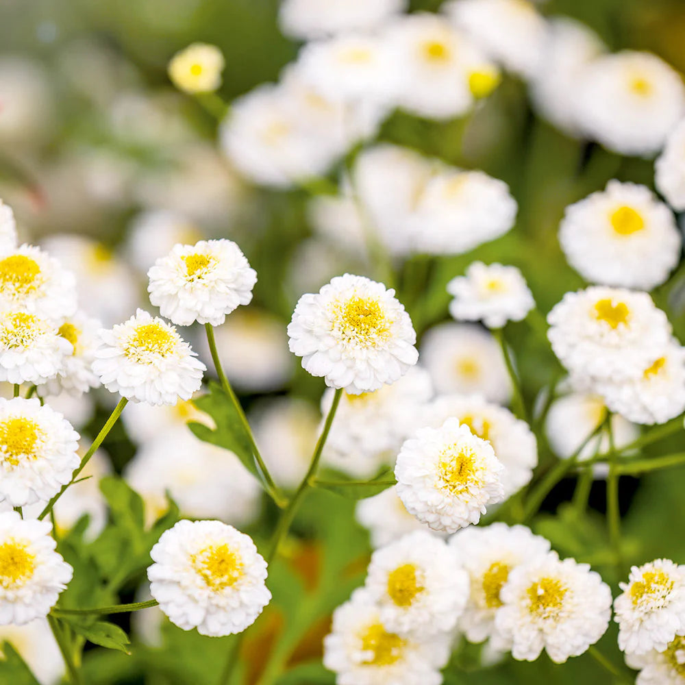 Feverfew Tetra White Wonder Seeds