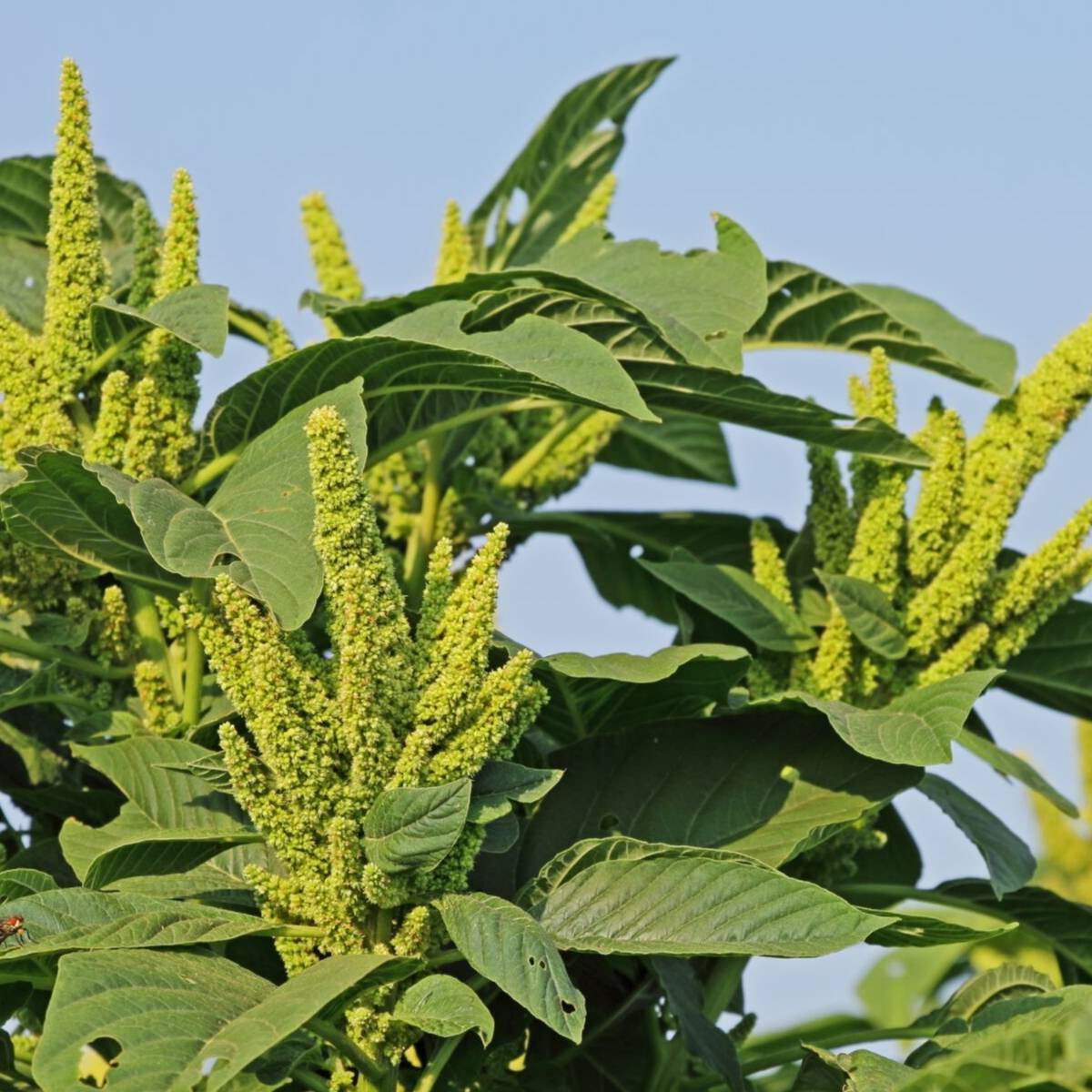 Amaranth Green Thumb Seeds