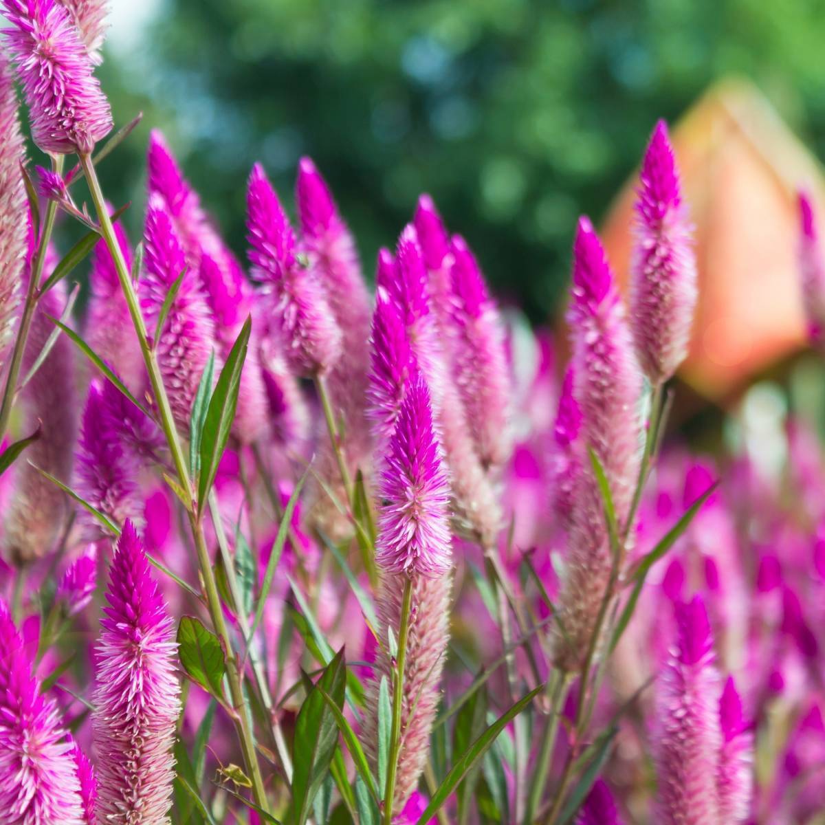 Celosia Flamingo Feather Seeds