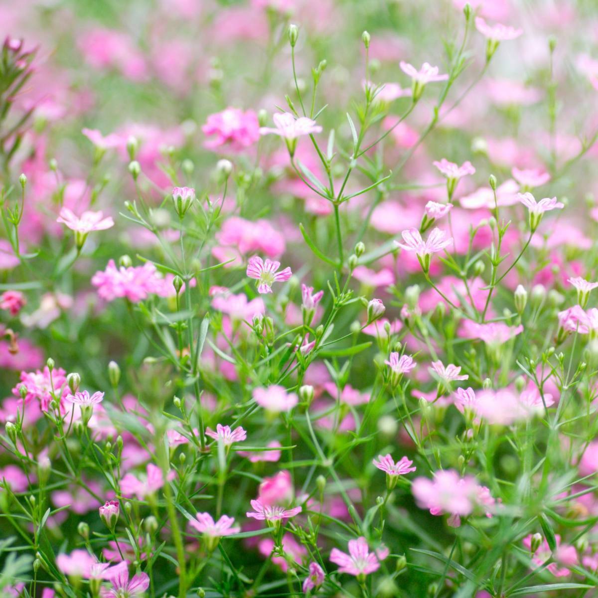 Gypsophila Rosea Seeds