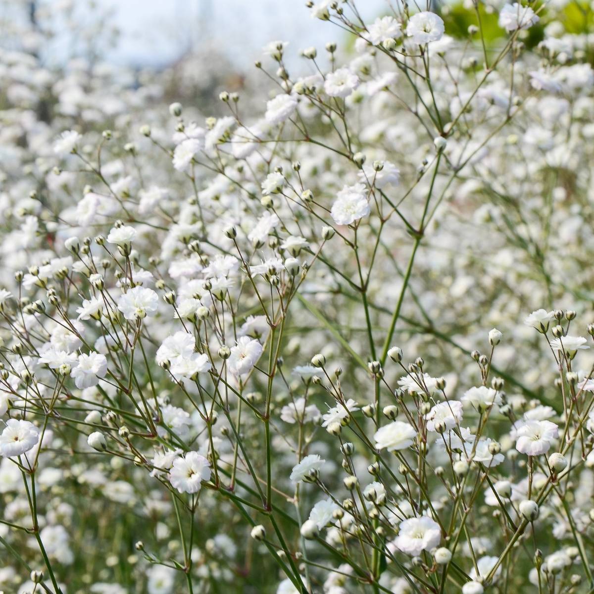 Baby's Breath Snowflake Seeds