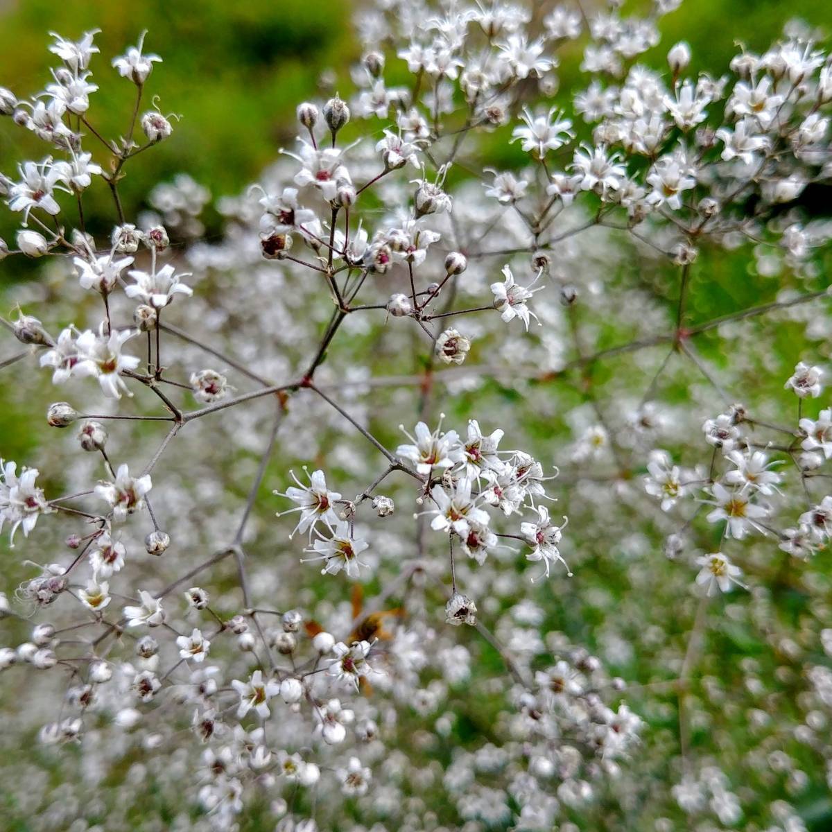 Baby's Breath Single White Seeds