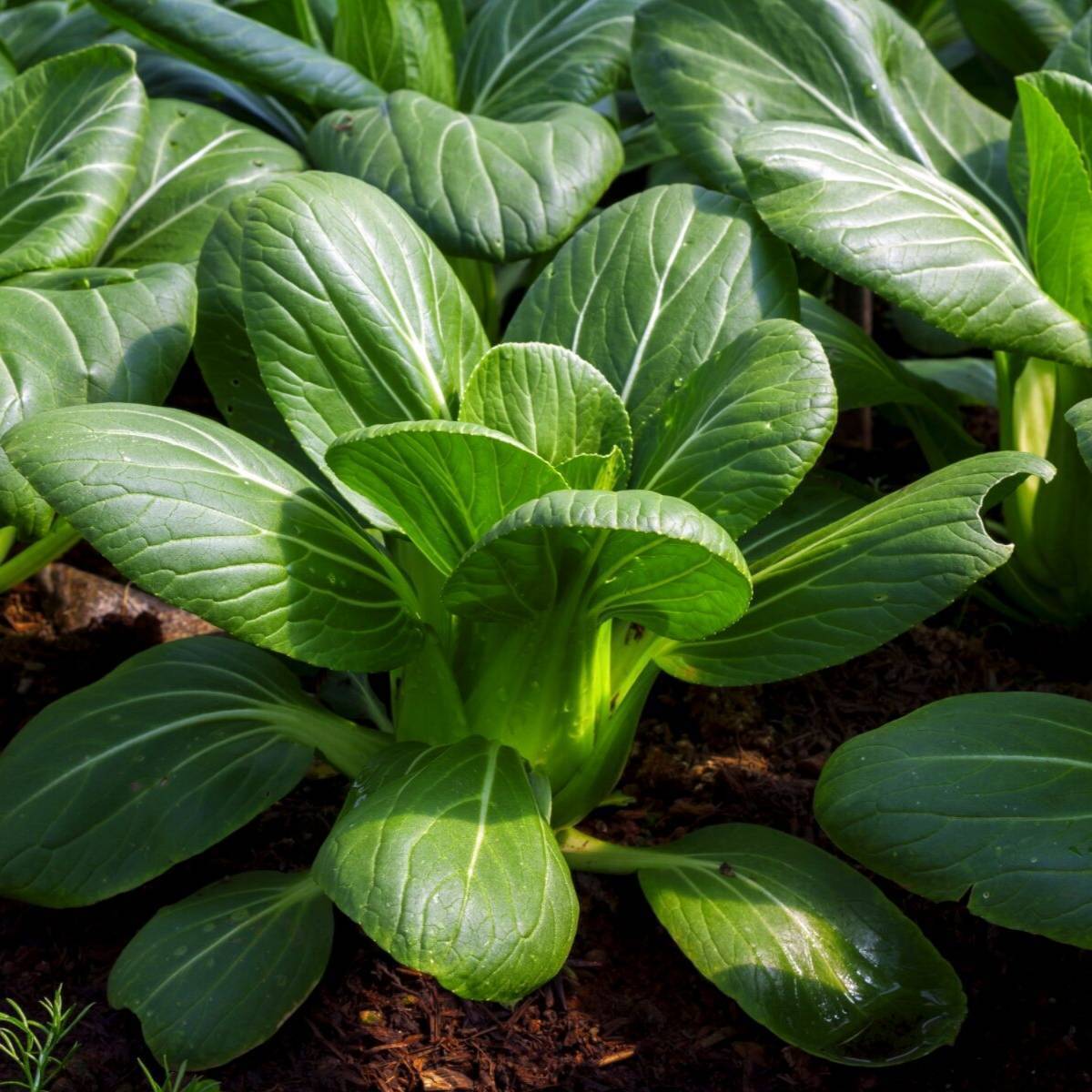 Green Pak Choi Chinese Cabbage Seeds