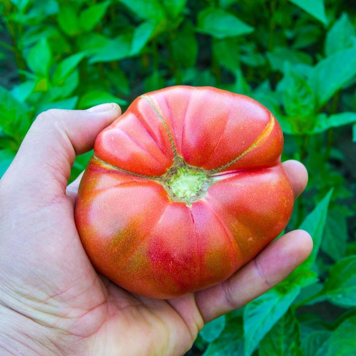 German Johnson Tomato Seeds