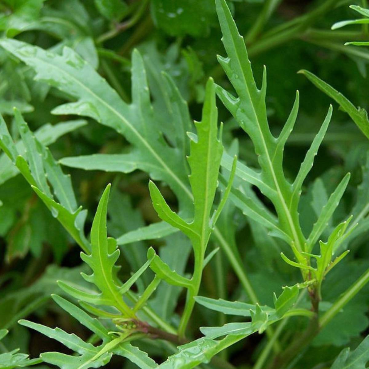 Wild Rocket Seeds