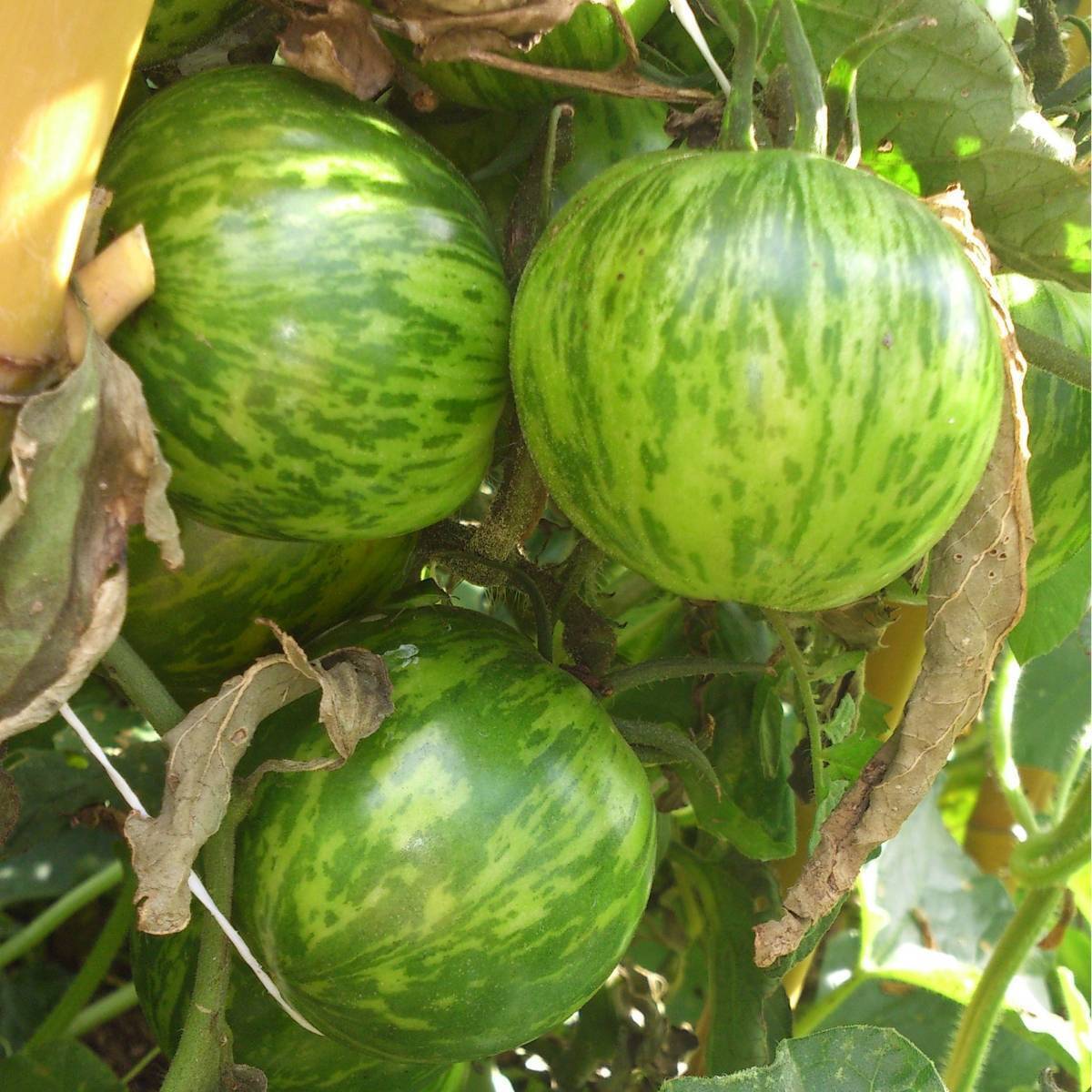 Green Zebra Tomato Seeds