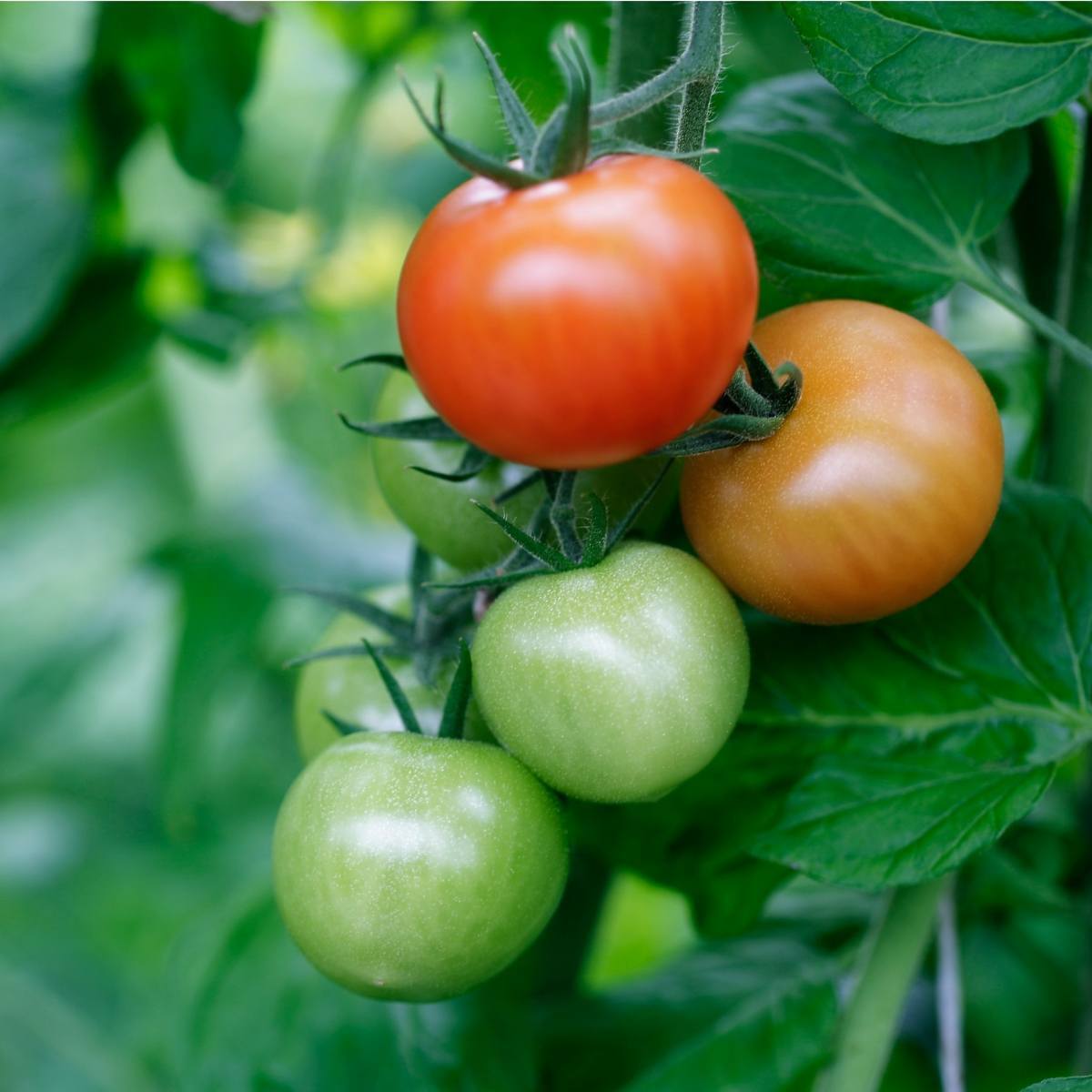 Stupice Tomato Seeds