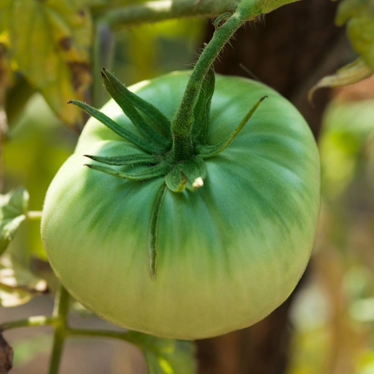 Aunt Ruby's Green Tomato Seeds