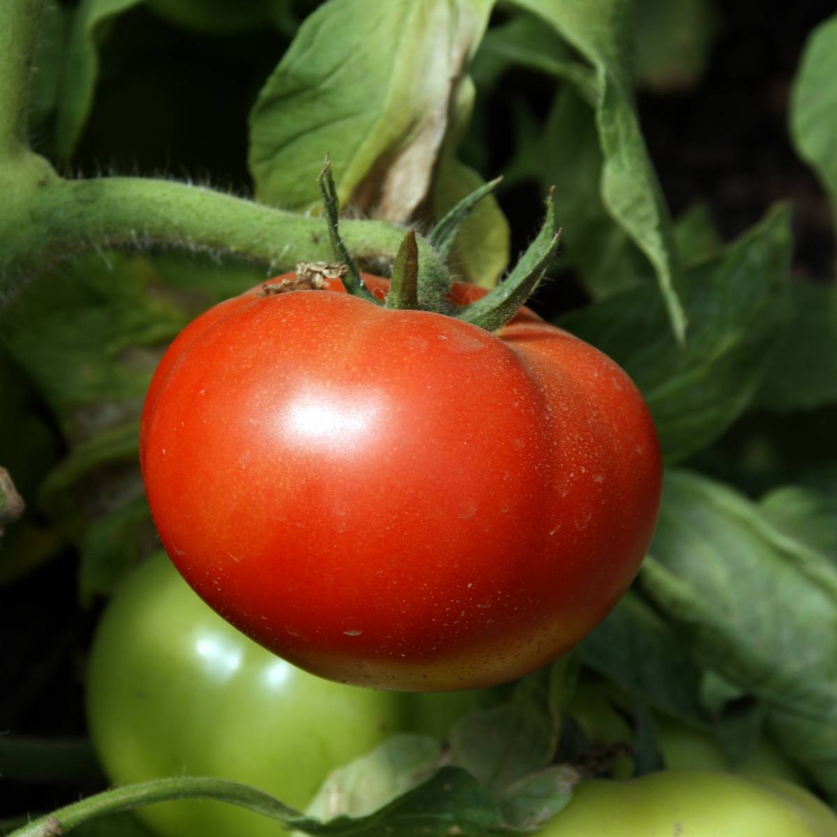 Peron Tomato Seeds