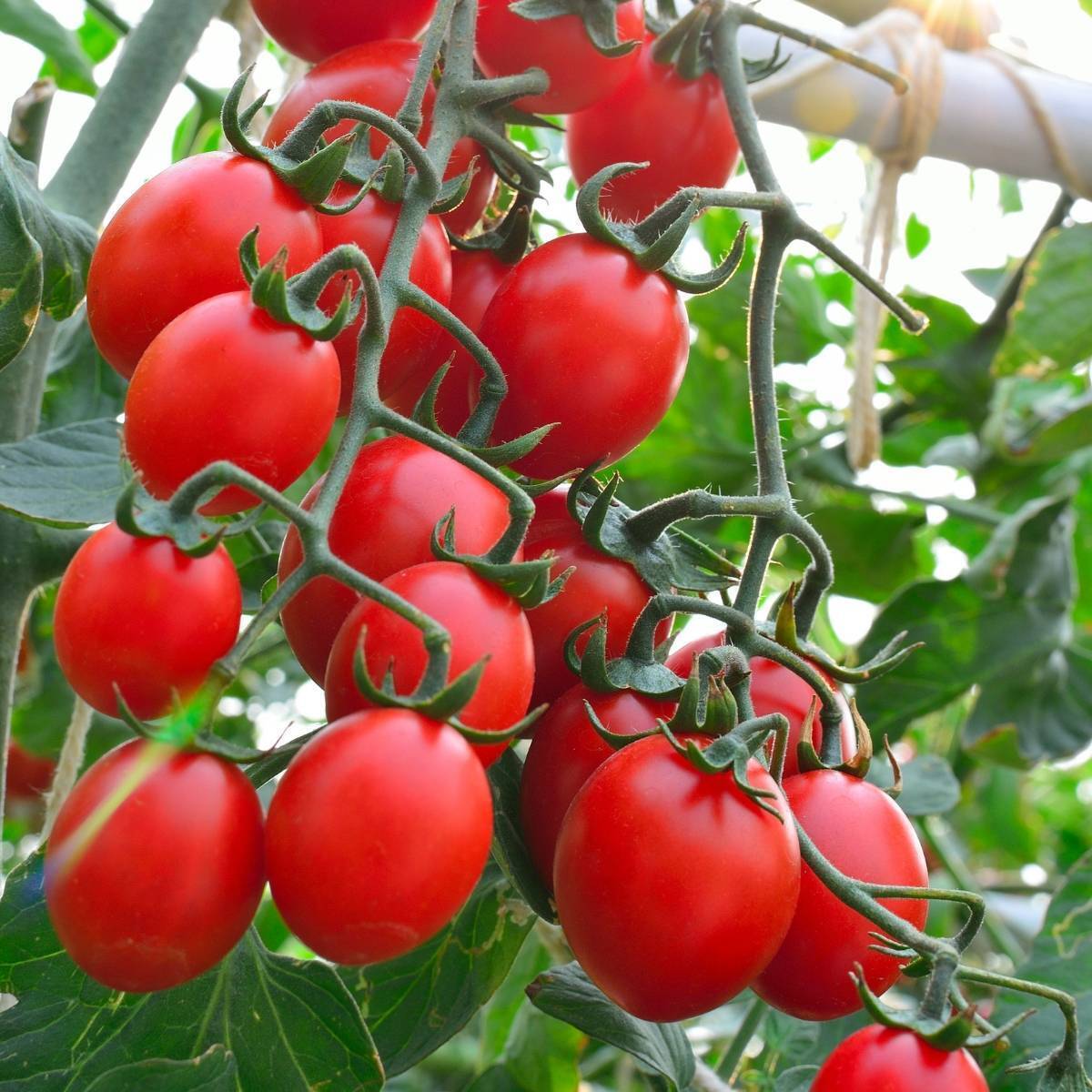 Principe Borghese Tomato Seeds