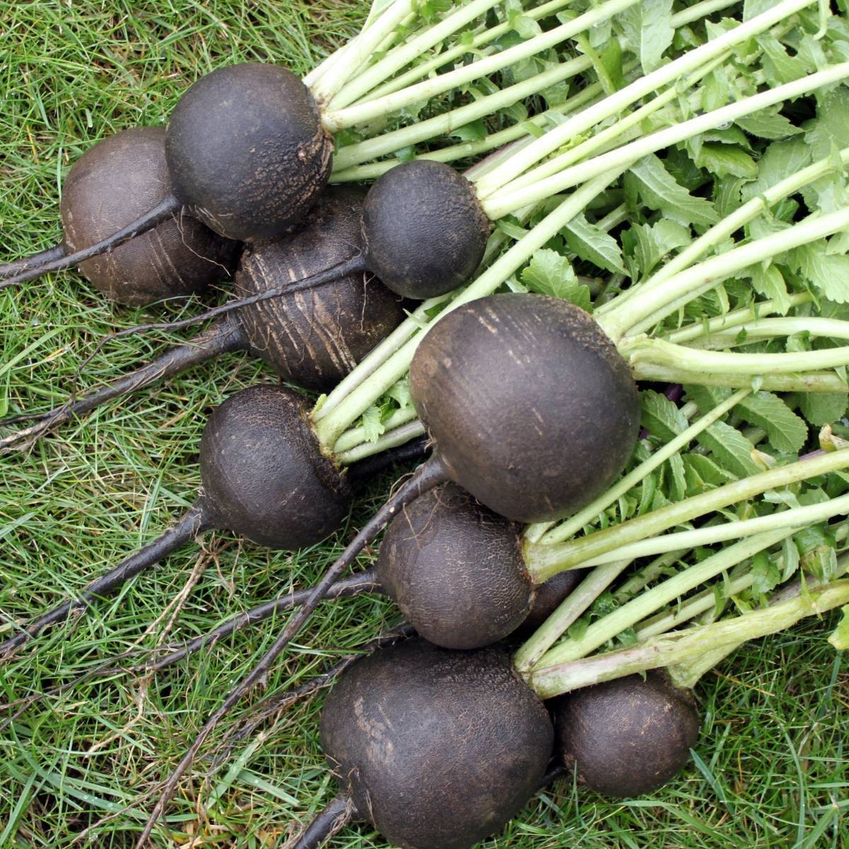 Black Spanish Round Radish Seeds