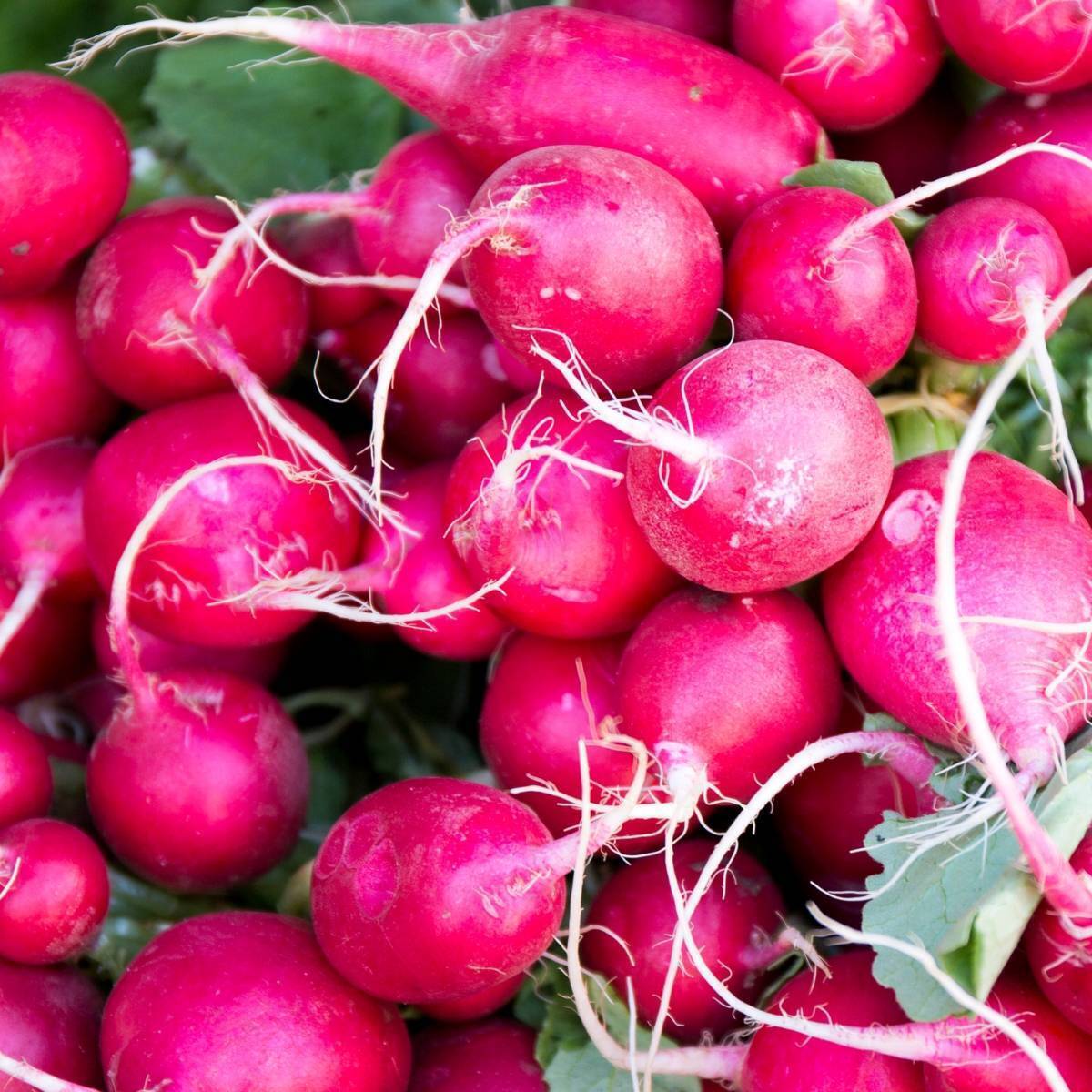 Pink Celebration Radish Seeds