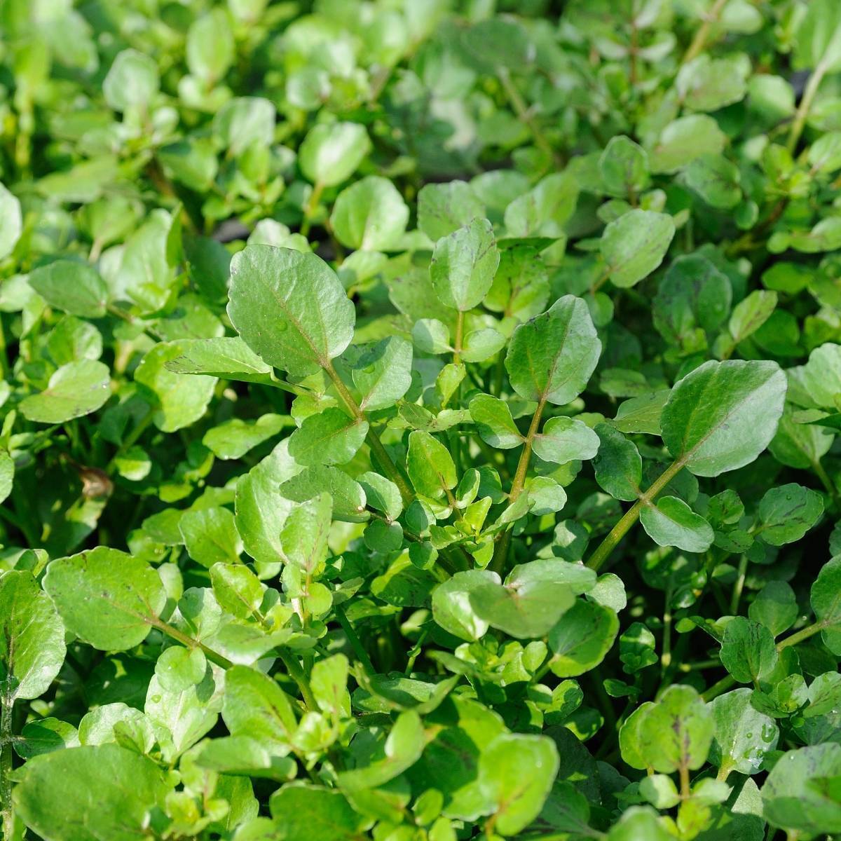 American Upland Cress Seeds