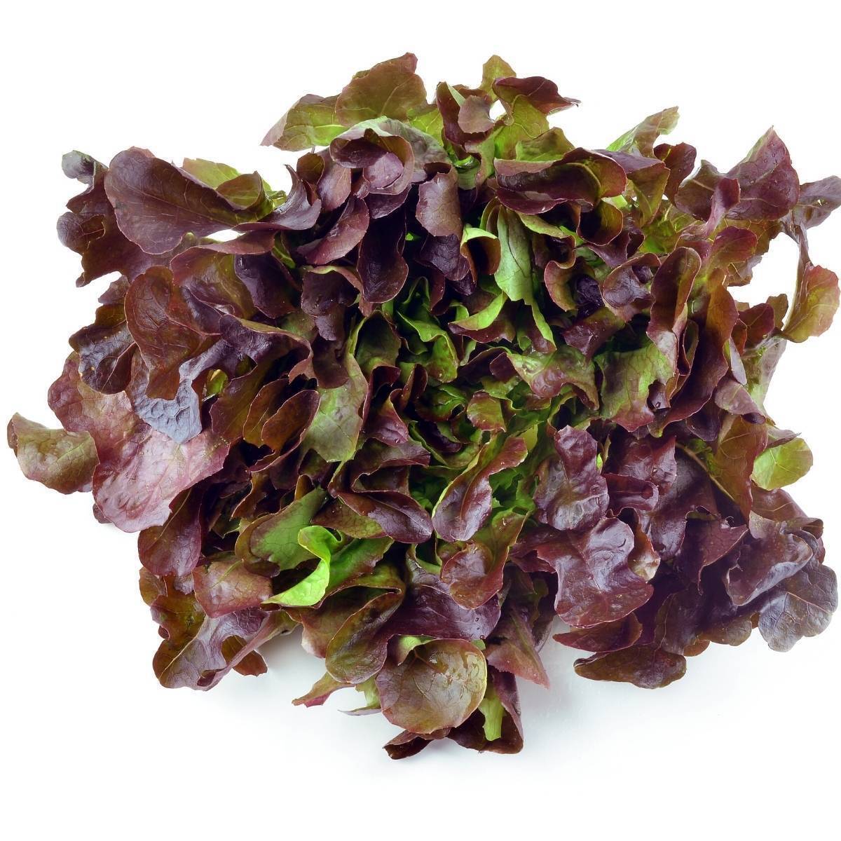 Oakleaf Red Lettuce Seeds