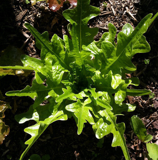 Oakleaf Green Lettuce Seeds