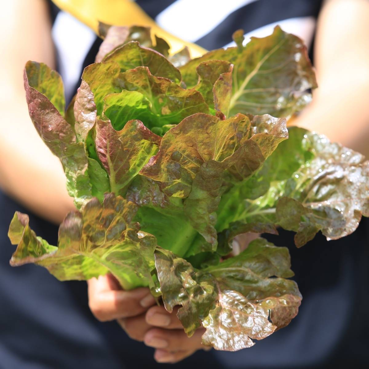 Mignonette Brown Lettuce Seeds