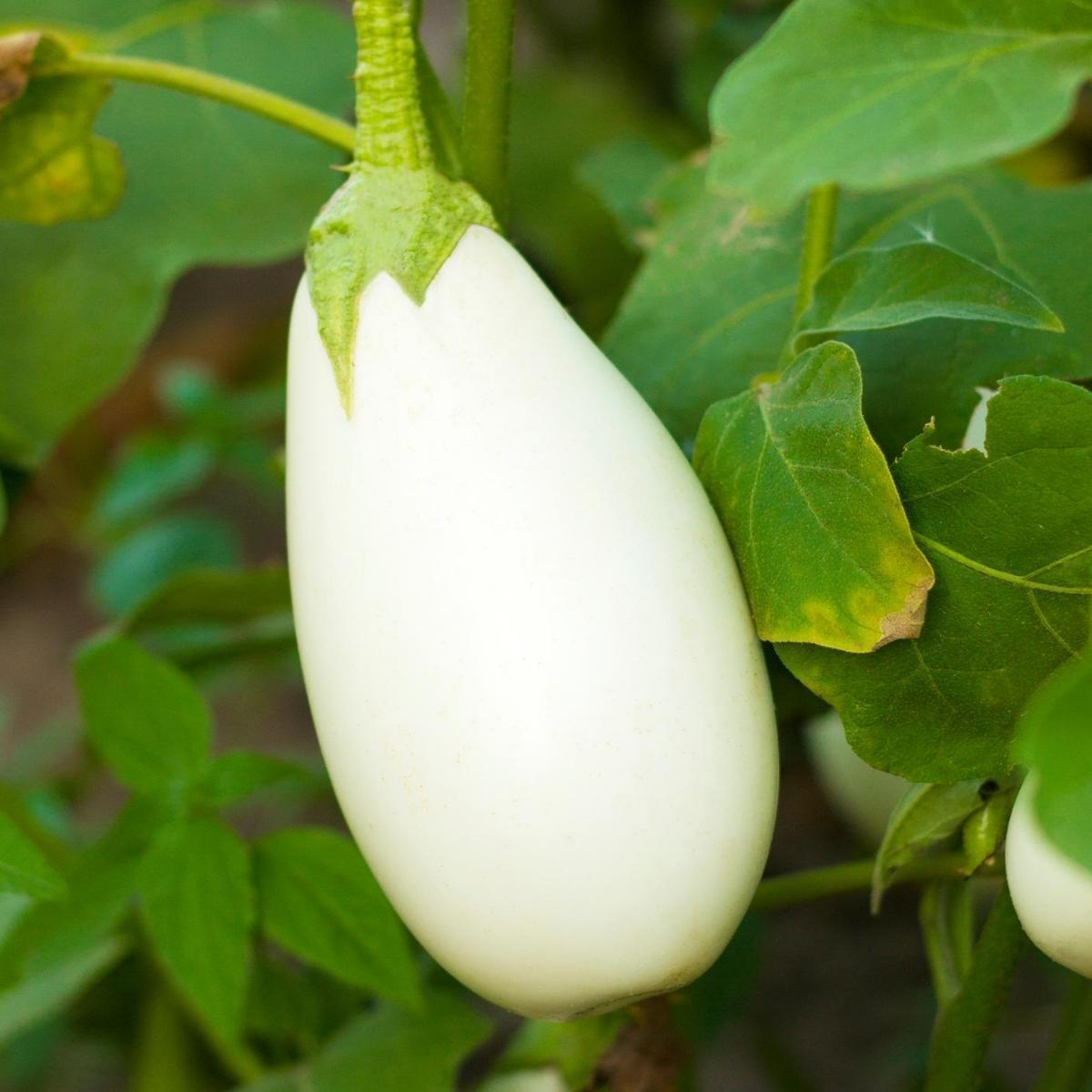 Casper Eggplant Seeds