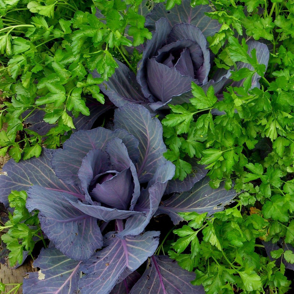 Red Express Cabbage Seeds