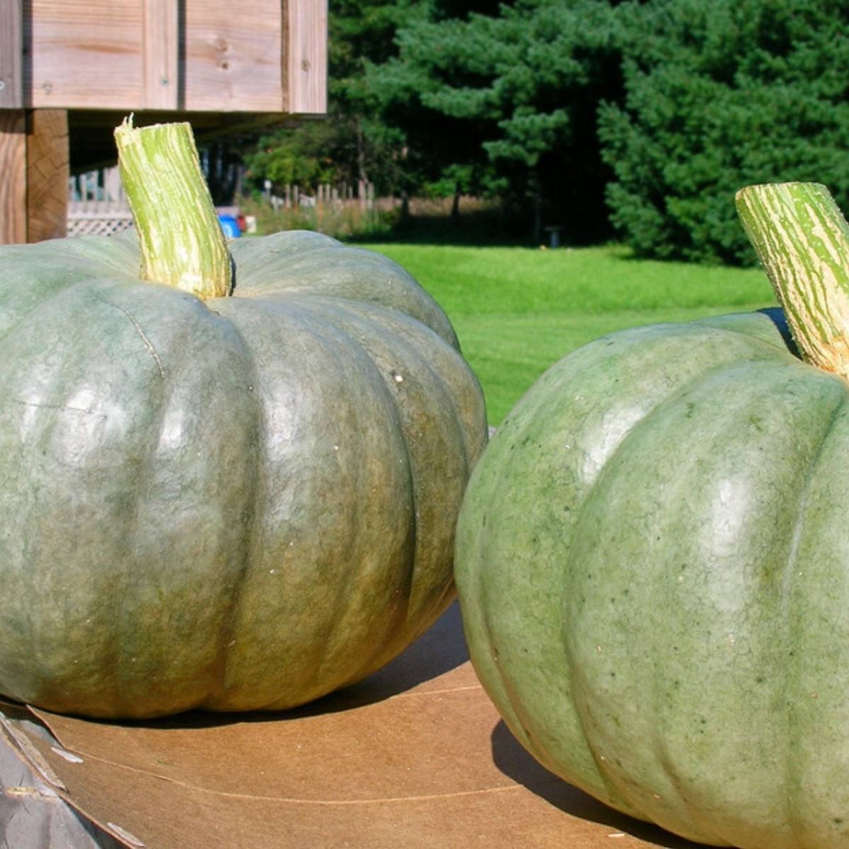 Jarrahdale Pumpkin Seeds