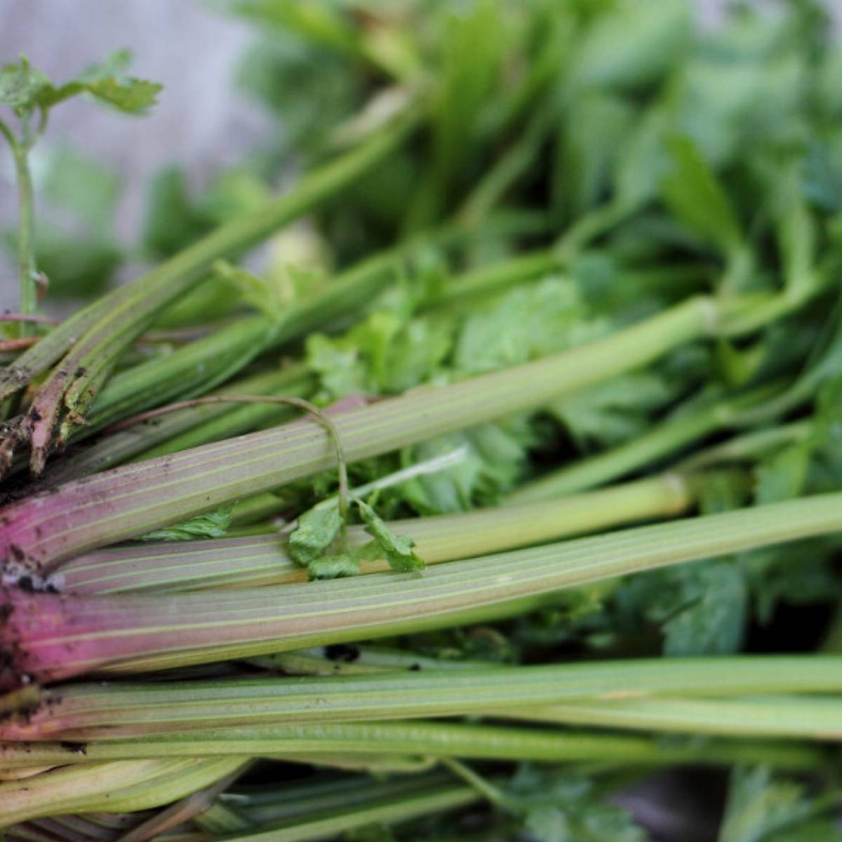 Peppermint Stick Celery Seeds