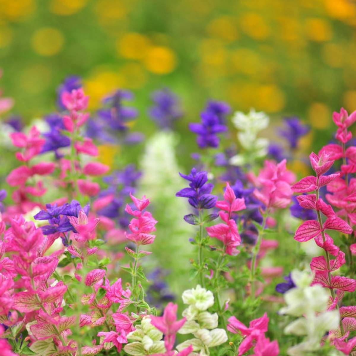 Salvia Tricolour Mix Seeds