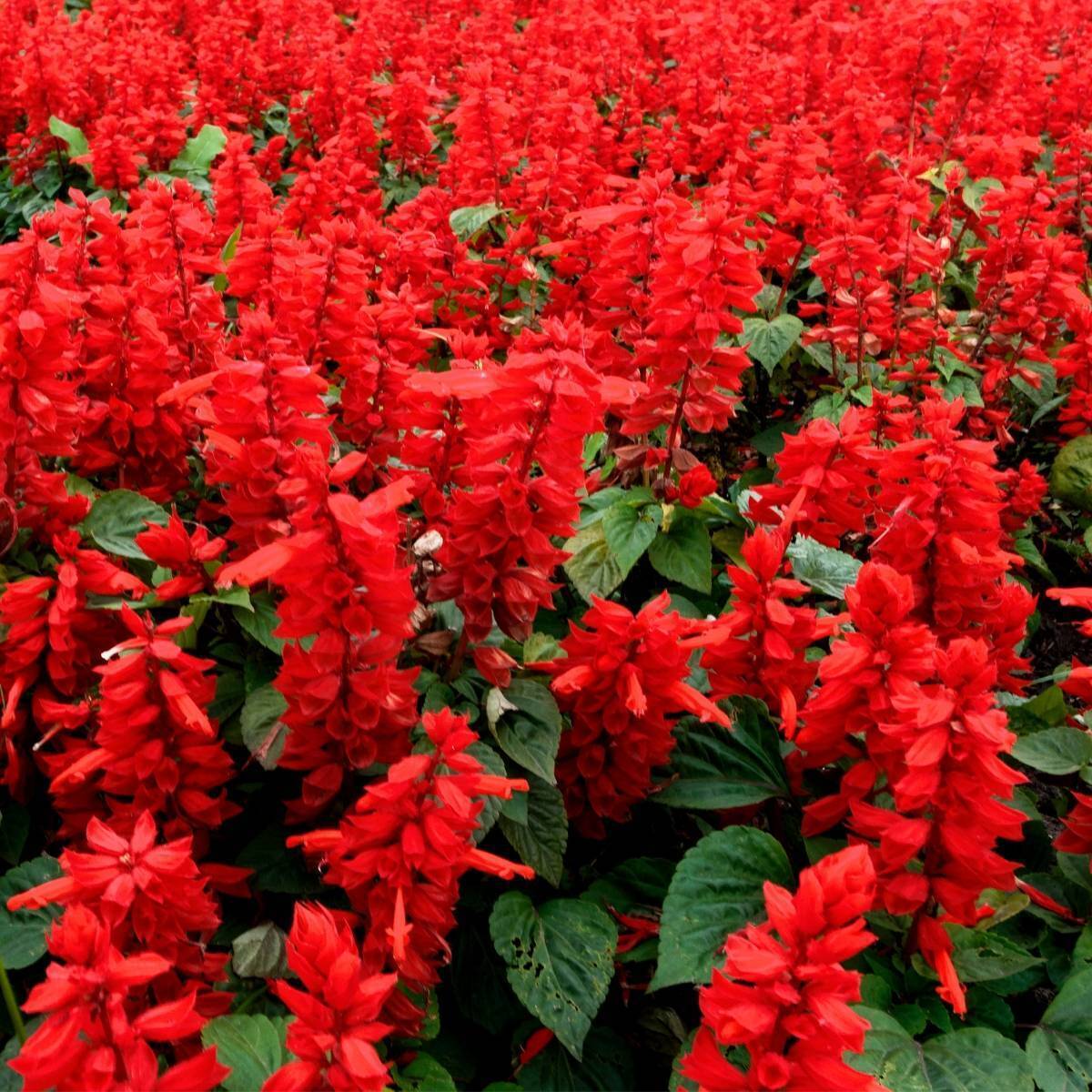 Salvia Blaze of Fire Seeds