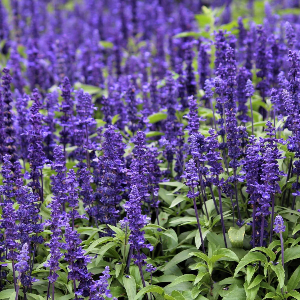 Salvia Blue Bedder Seeds